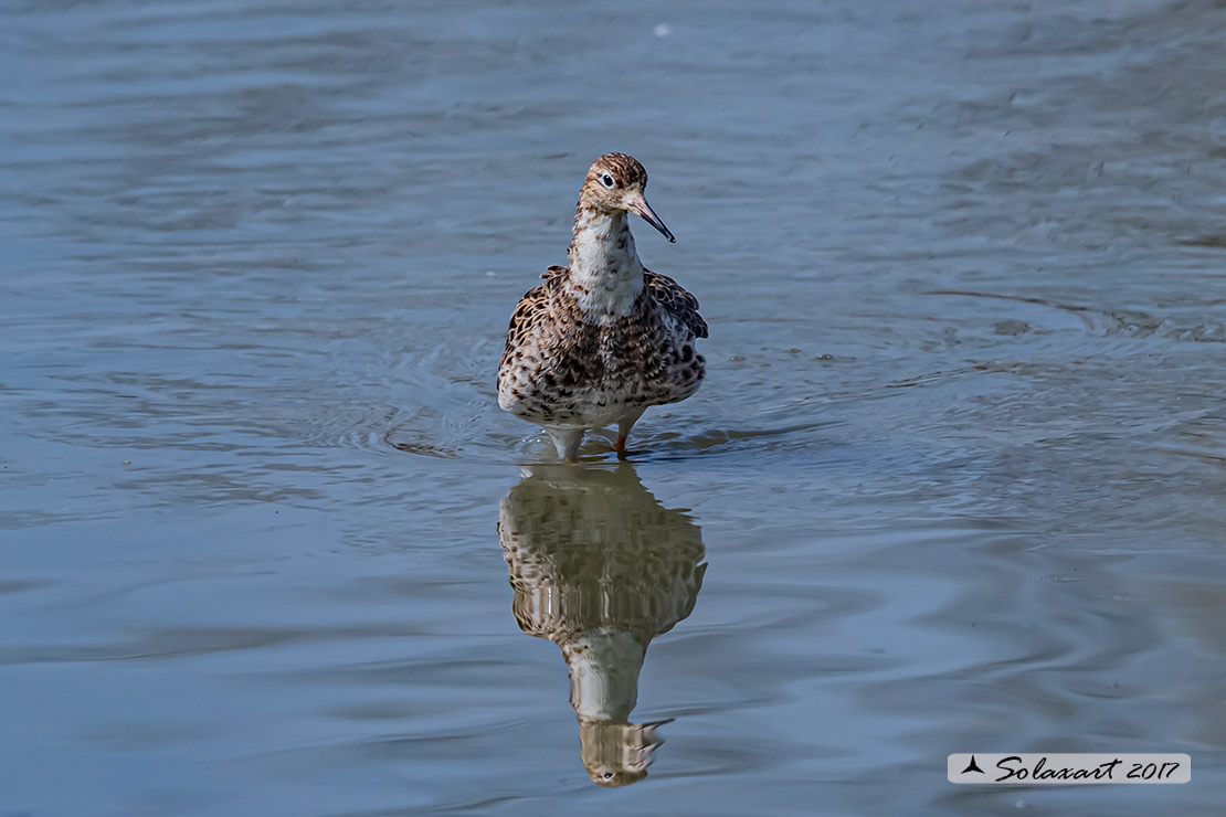 Calidris pugnax :  Combattente;  Ruff