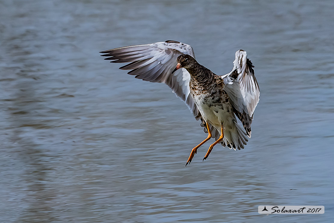 Calidris pugnax :  Combattente;  Ruff