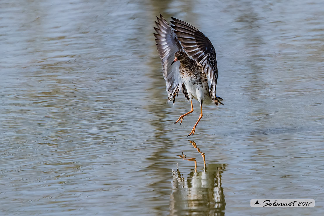 Calidris pugnax :  Combattente;  Ruff