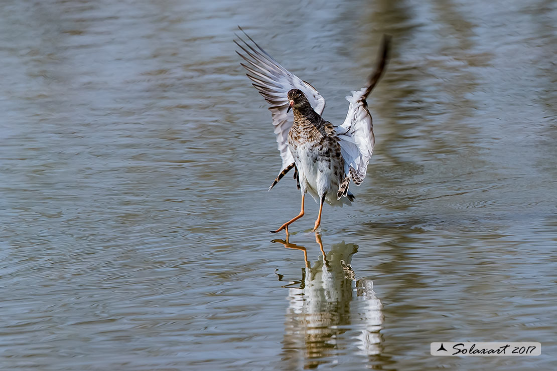 Calidris pugnax :  Combattente;  Ruff