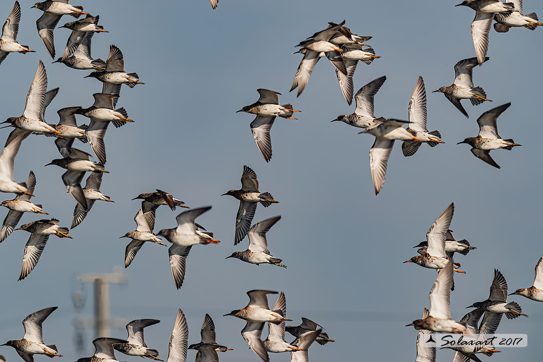 Calidris pugnax :  Combattente;  Ruff