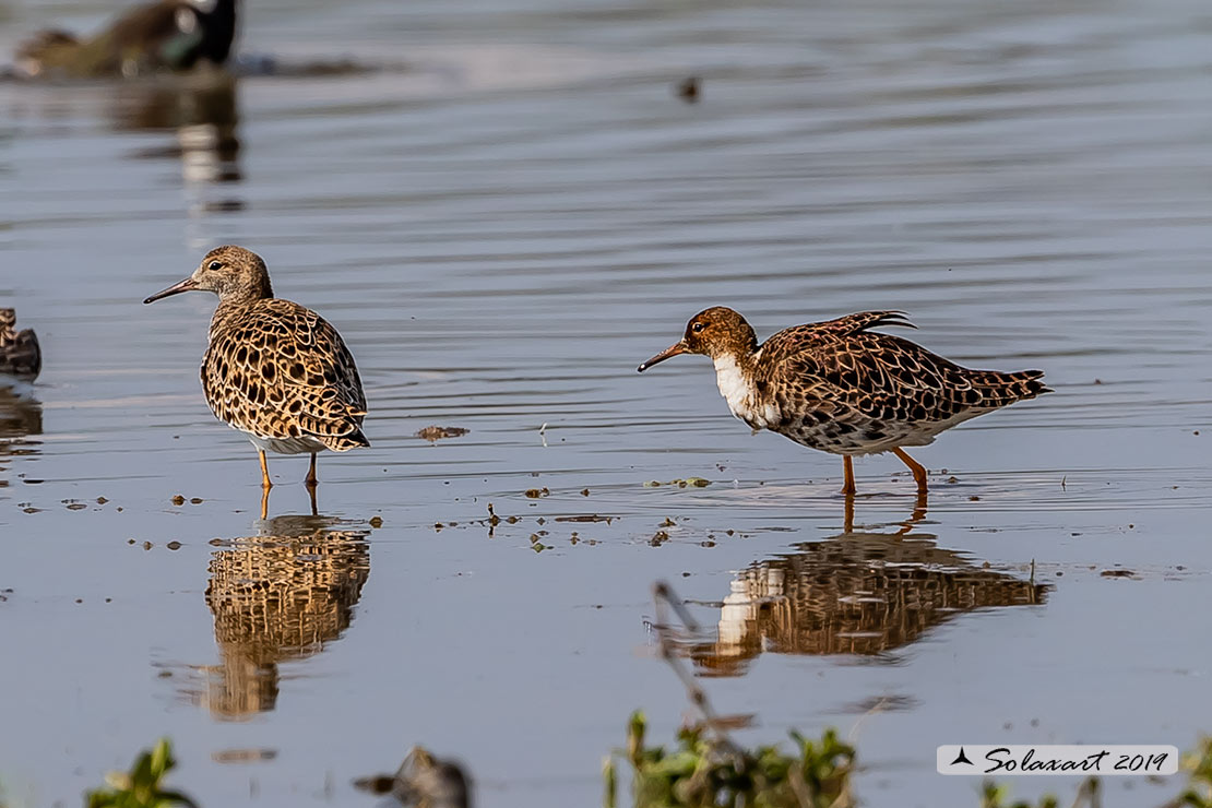 Calidris pugnax: Combattente; Ruff