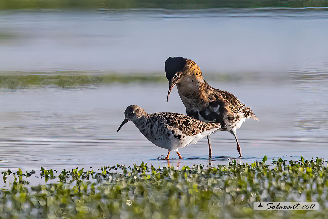 Calidris pugnax: Combattente; Ruff