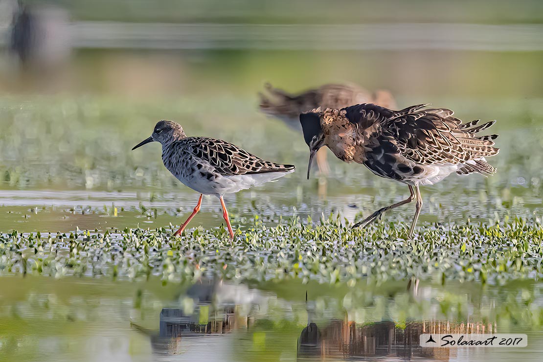 Calidris pugnax :  Combattente;  Ruff