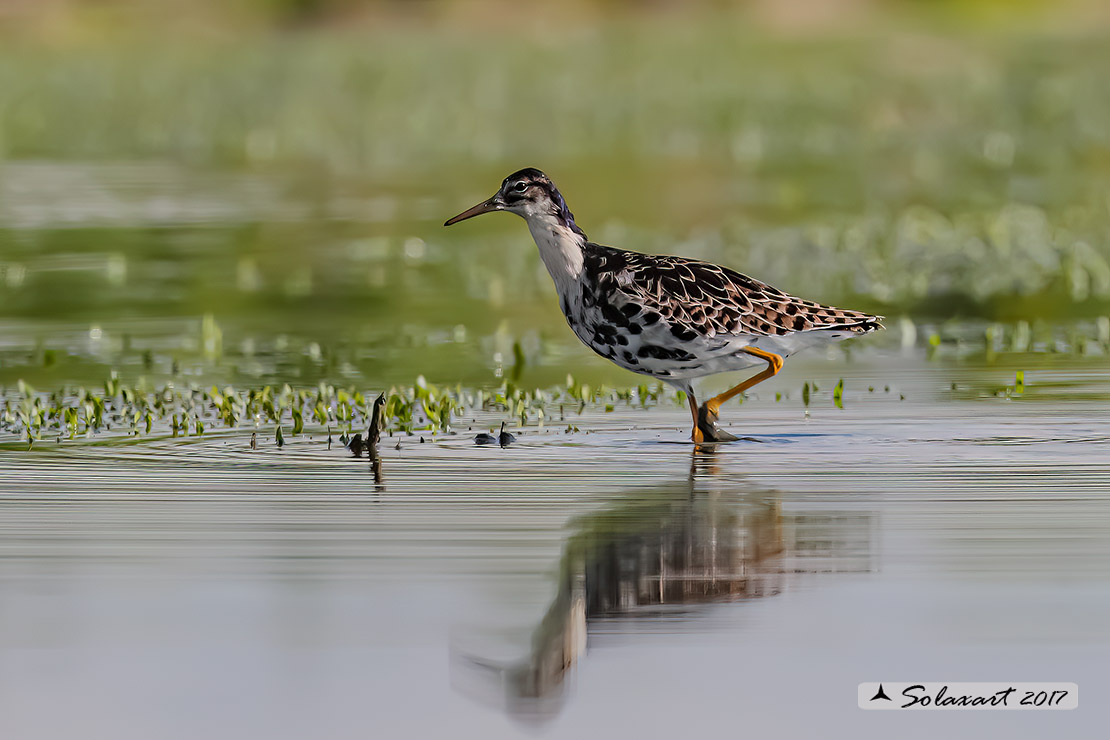 Calidris pugnax :  Combattente;  Ruff