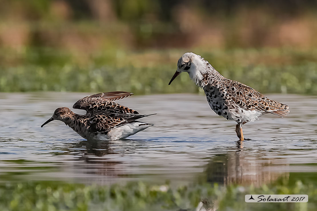 Calidris pugnax :  Combattente;  Ruff