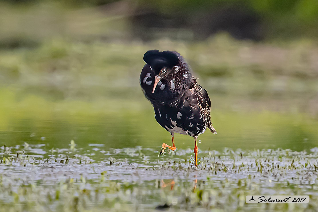 Calidris pugnax :  Combattente;  Ruff