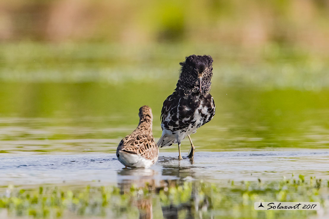 Calidris pugnax :  Combattente;  Ruff