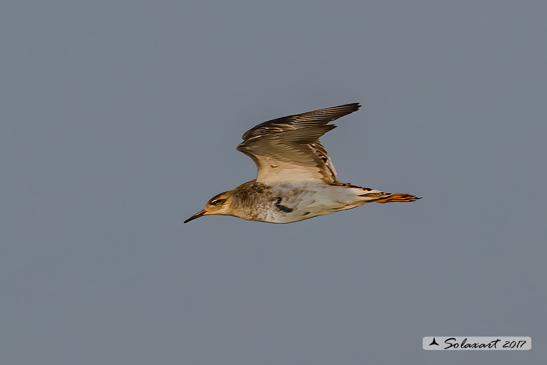 Calidris pugnax :  Combattente;  Ruff