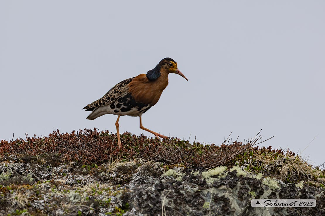 Calidris pugnax: Combattente; Ruff