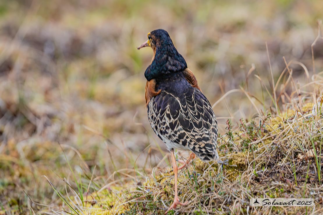 Calidris pugnax: Combattente; Ruff