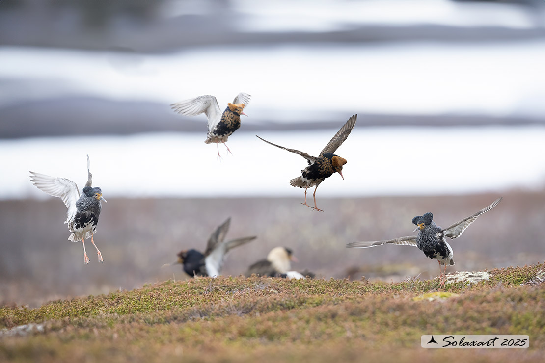 Calidris pugnax: Combattente; Ruff