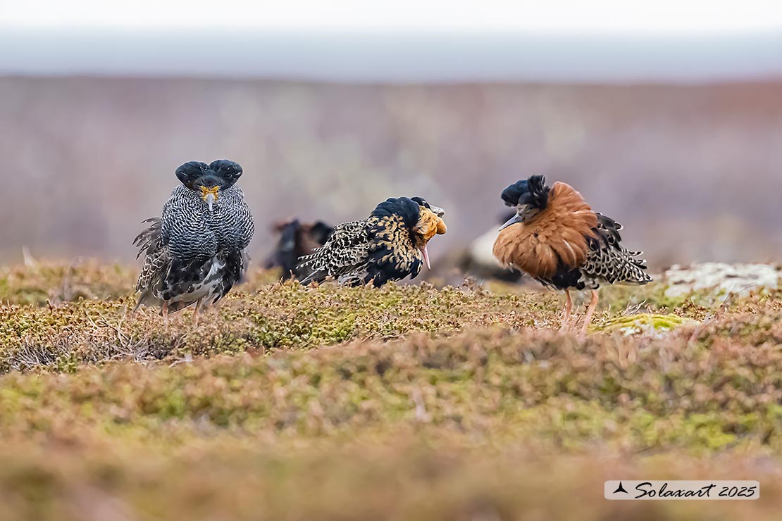 Calidris pugnax: Combattente; Ruff
