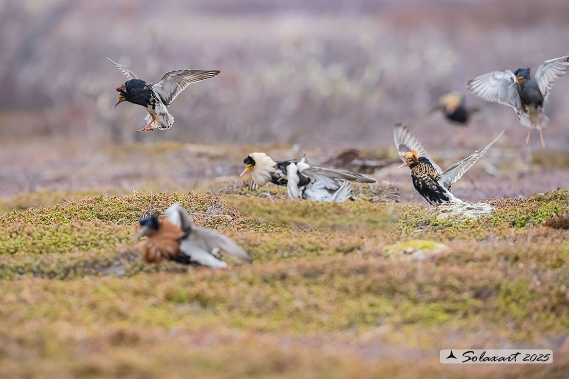 Calidris pugnax: Combattente; Ruff
