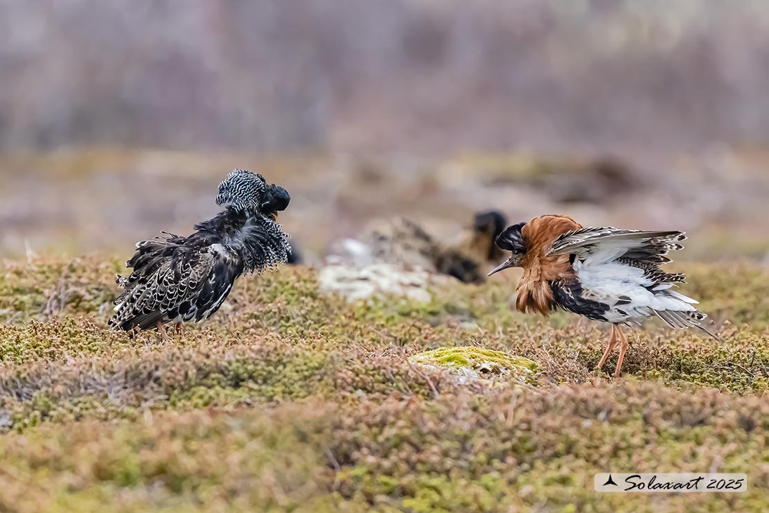 Calidris pugnax: Combattente; Ruff