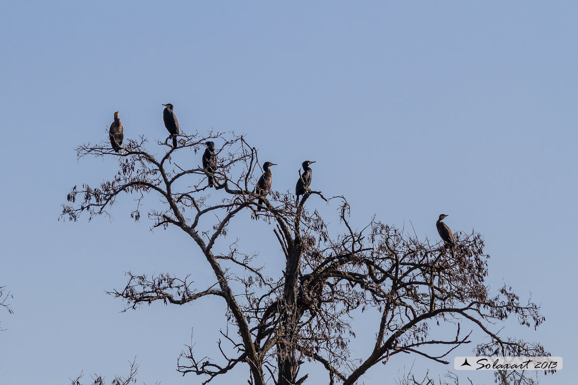 Phalacrocorax carbo - Cormorano - Great Cormorant