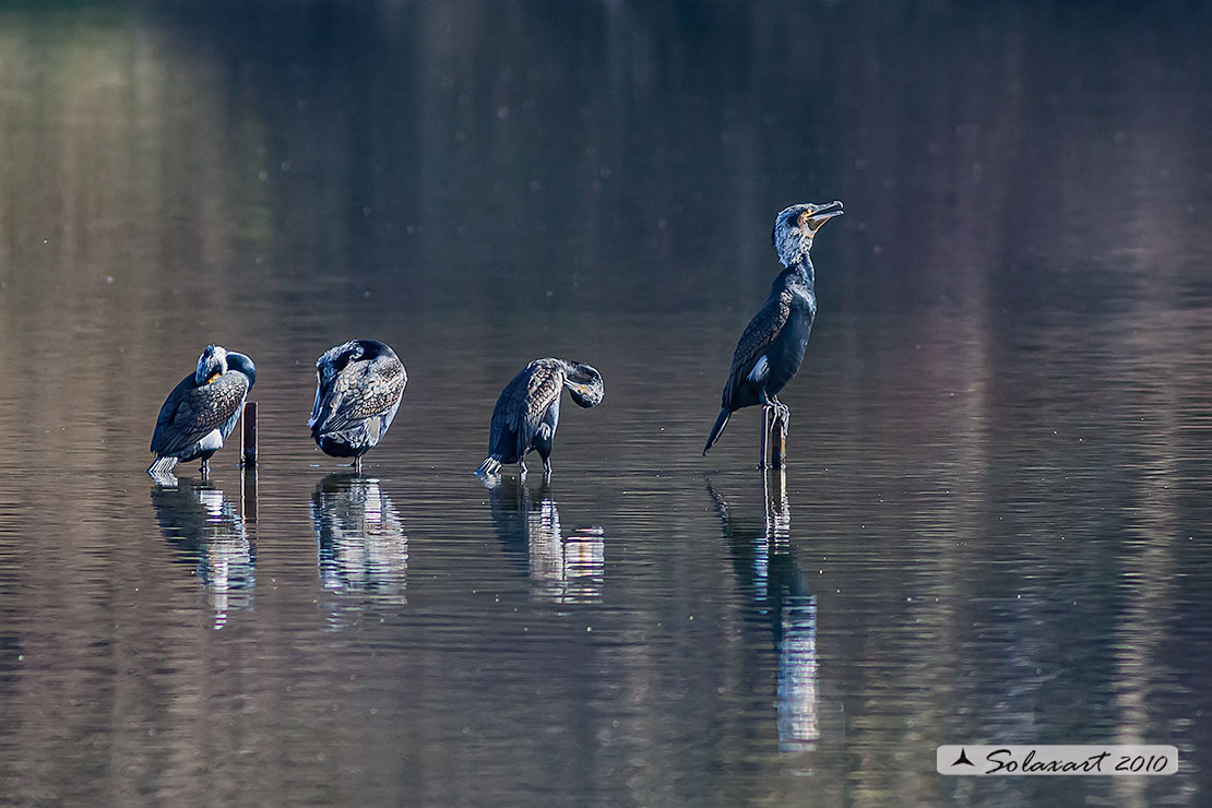 Phalacrocorax carbo - Cormorano - Great Cormorant ...  in coda per il pasto