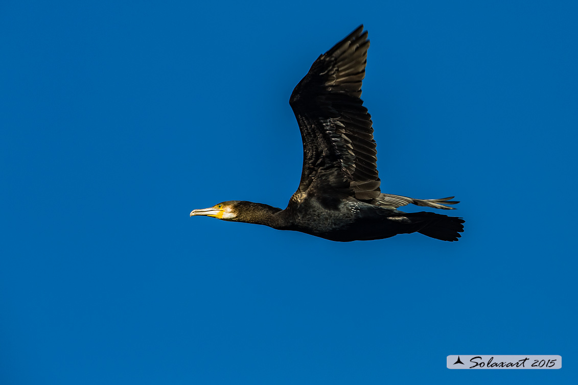 Phalacrocorax carbo - Cormorano - Great Cormorant