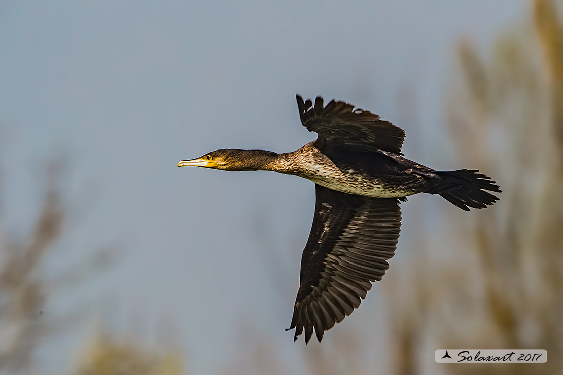 Phalacrocorax carbo - Cormorano - Great Cormorant