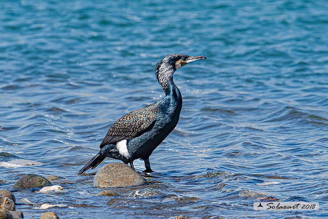 Phalacrocorax carbo - Cormorano - Great Cormorant