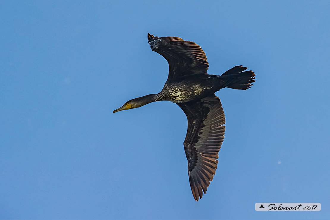 Phalacrocorax carbo - Cormorano - Great Cormorant