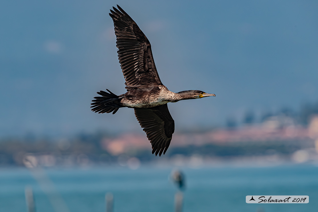Phalacrocorax carbo - Cormorano - Great Cormorant