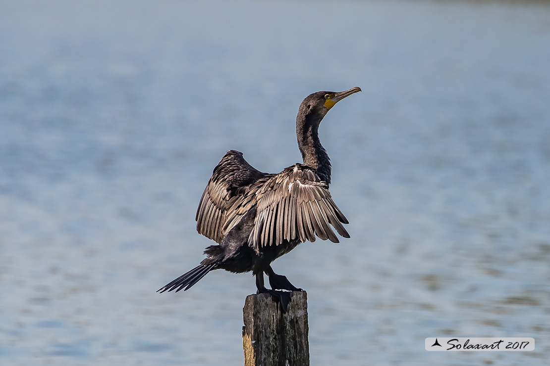 Phalacrocorax carbo - Cormorano - Great Cormorant