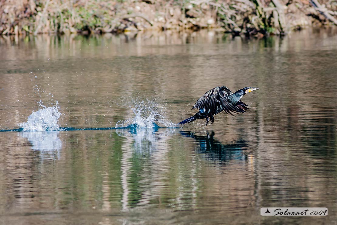 Phalacrocorax carbo - Cormorano - Great Cormorant