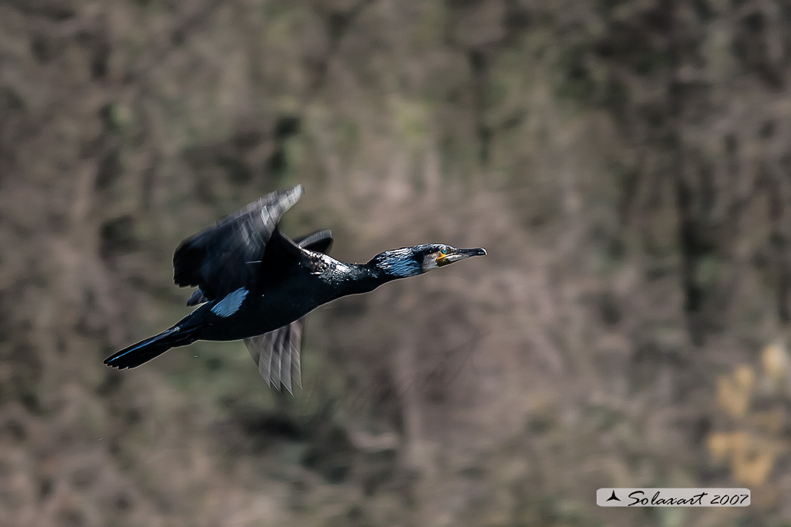 Phalacrocorax carbo - Cormorano - Great Cormorant