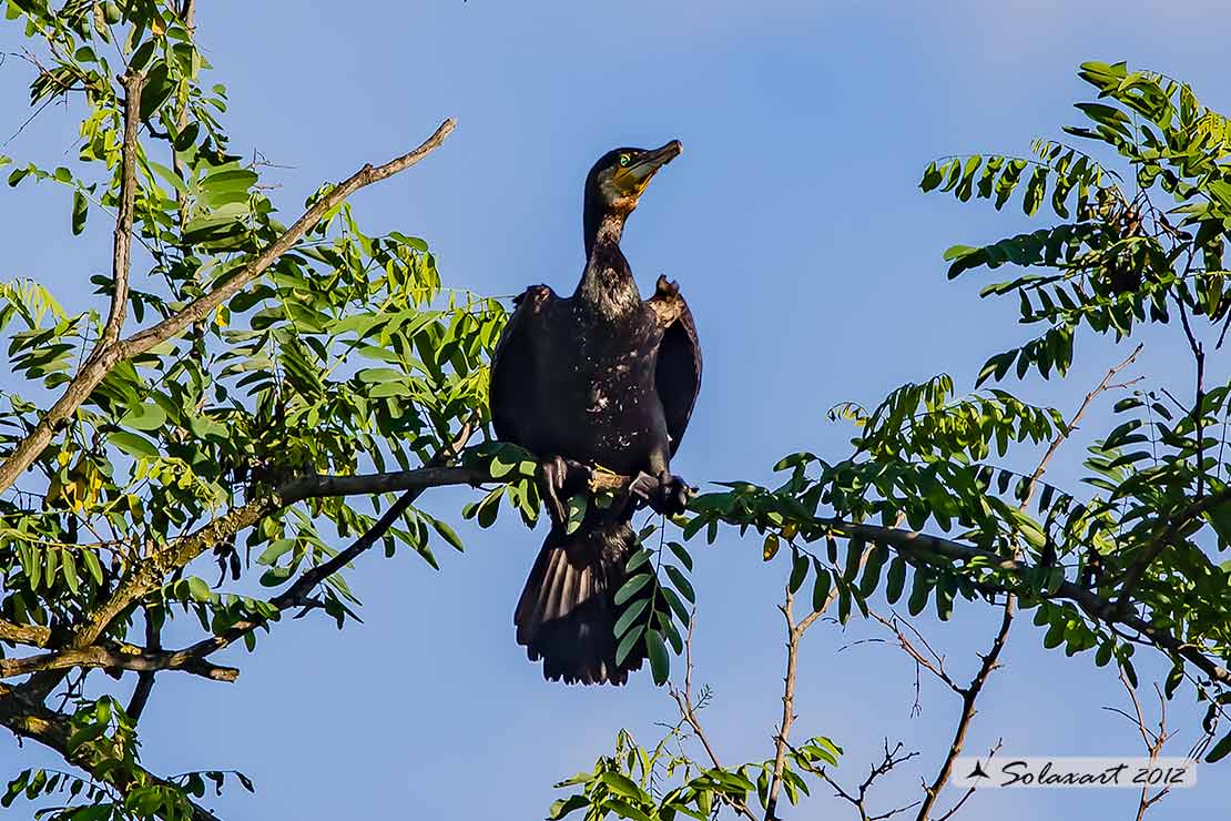 Phalacrocorax carbo - Cormorano - Great Cormorant