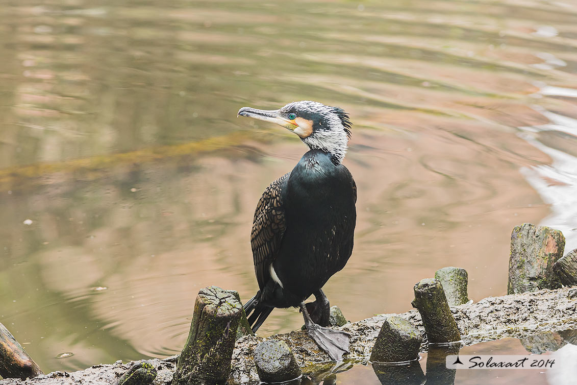 Phalacrocorax carbo - Cormorano - Great Cormorant