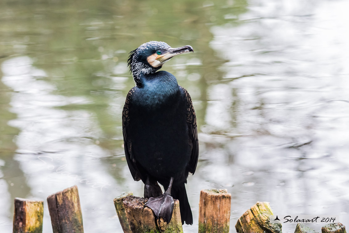 Phalacrocorax carbo - Cormorano - Great Cormorant