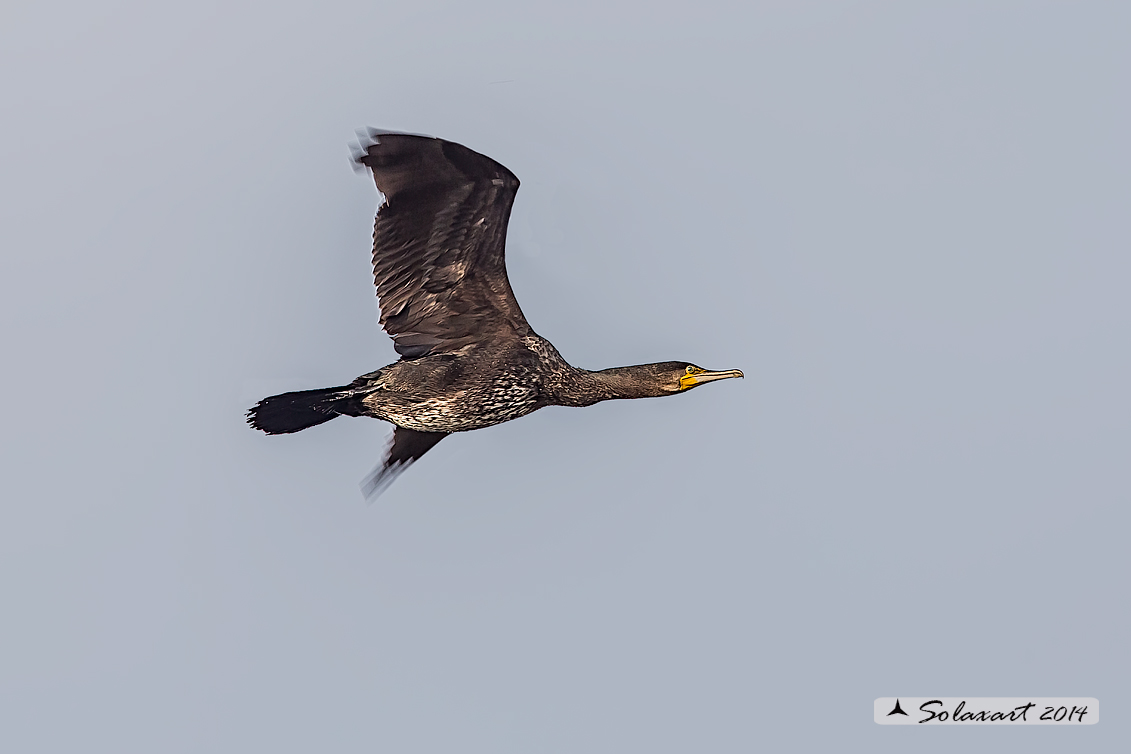 Phalacrocorax carbo - Cormorano - Great Cormorant