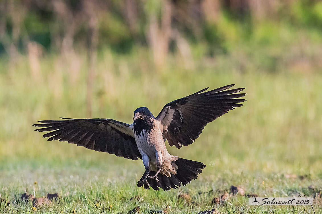 Corvus cornix  - Cornacchia grigia - Hooded Crow