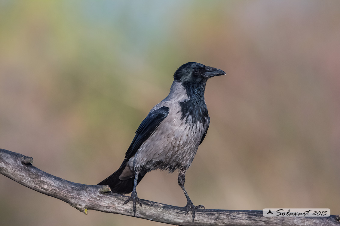Corvus cornix :  Cornacchia grigia; Hooded Crow
