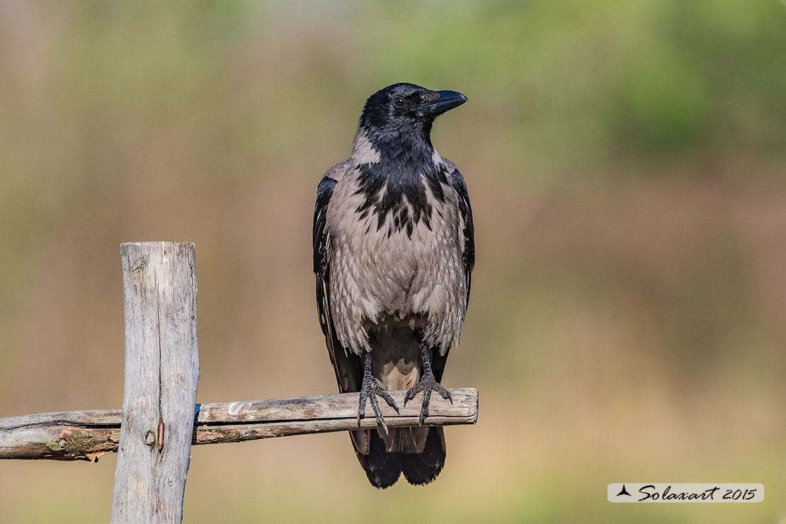 Corvus cornix  - Cornacchia grigia - Hooded Crow