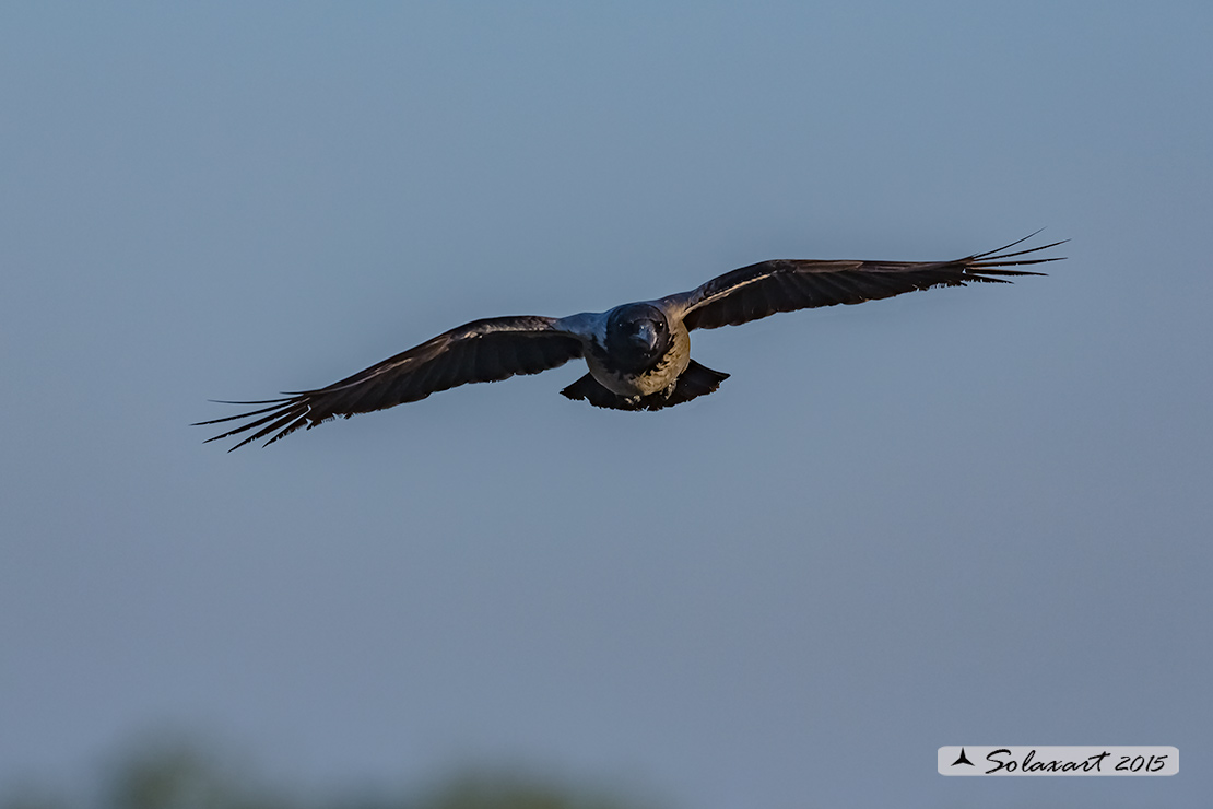 Corvus cornix  - Cornacchia grigia - Hooded Crow