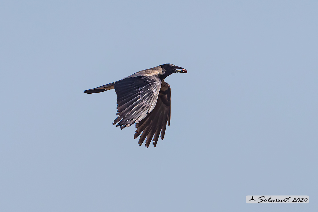 Corvus cornix  - Cornacchia grigia - Hooded Crow