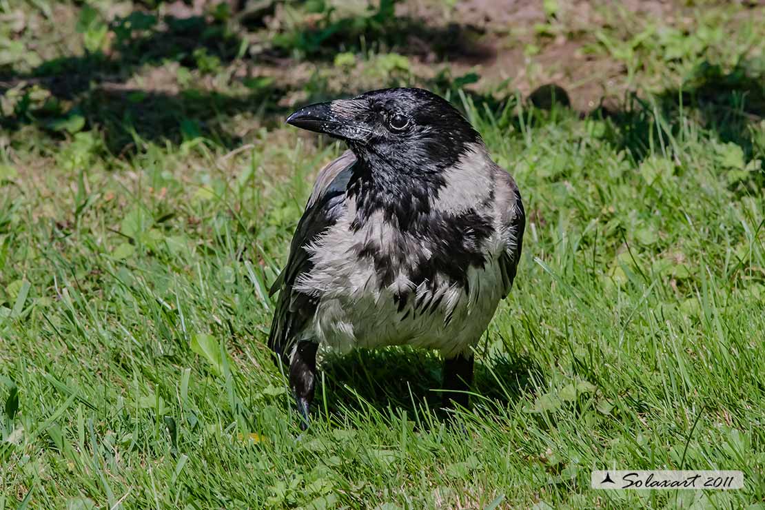 Cornacchia grigia (Corvus corone cornix )