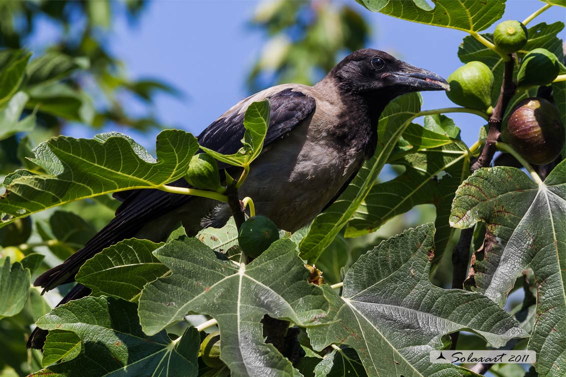 Cornacchia grigia (Corvus corone cornix )