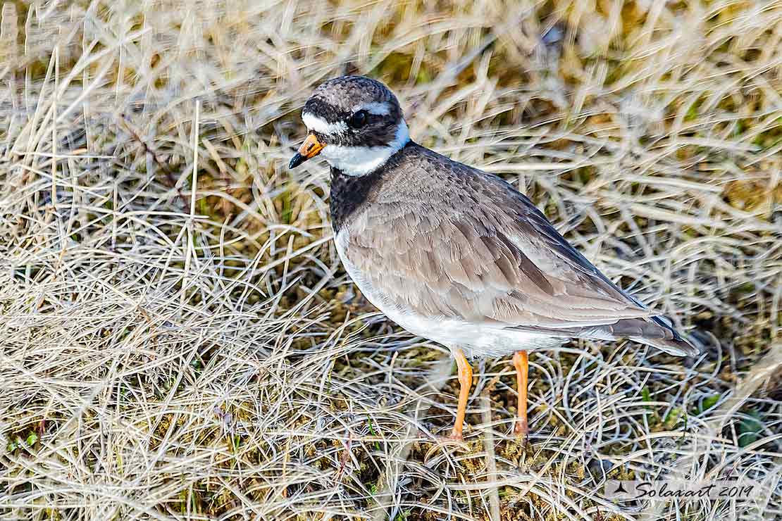 Charadrius hiaticula - Corriere grosso - Ringed plover