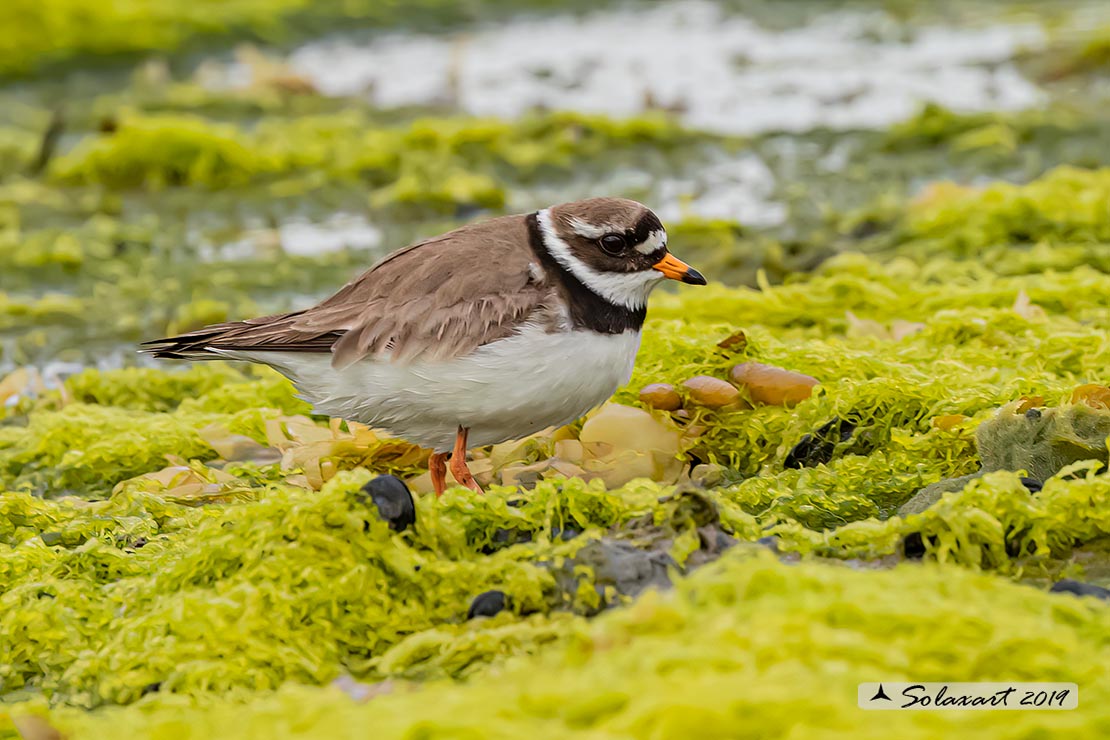 Charadrius hiaticula - Corriere grosso - Ringed plover