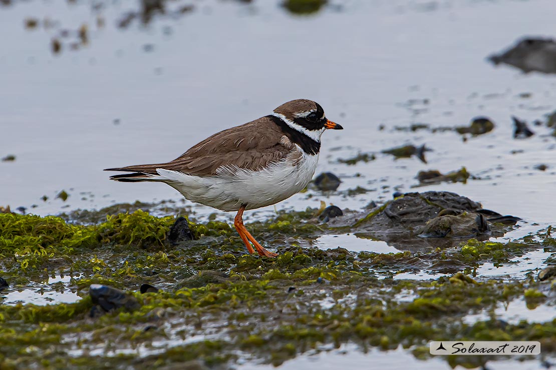 Charadrius hiaticula - Corriere grosso - Ringed plover