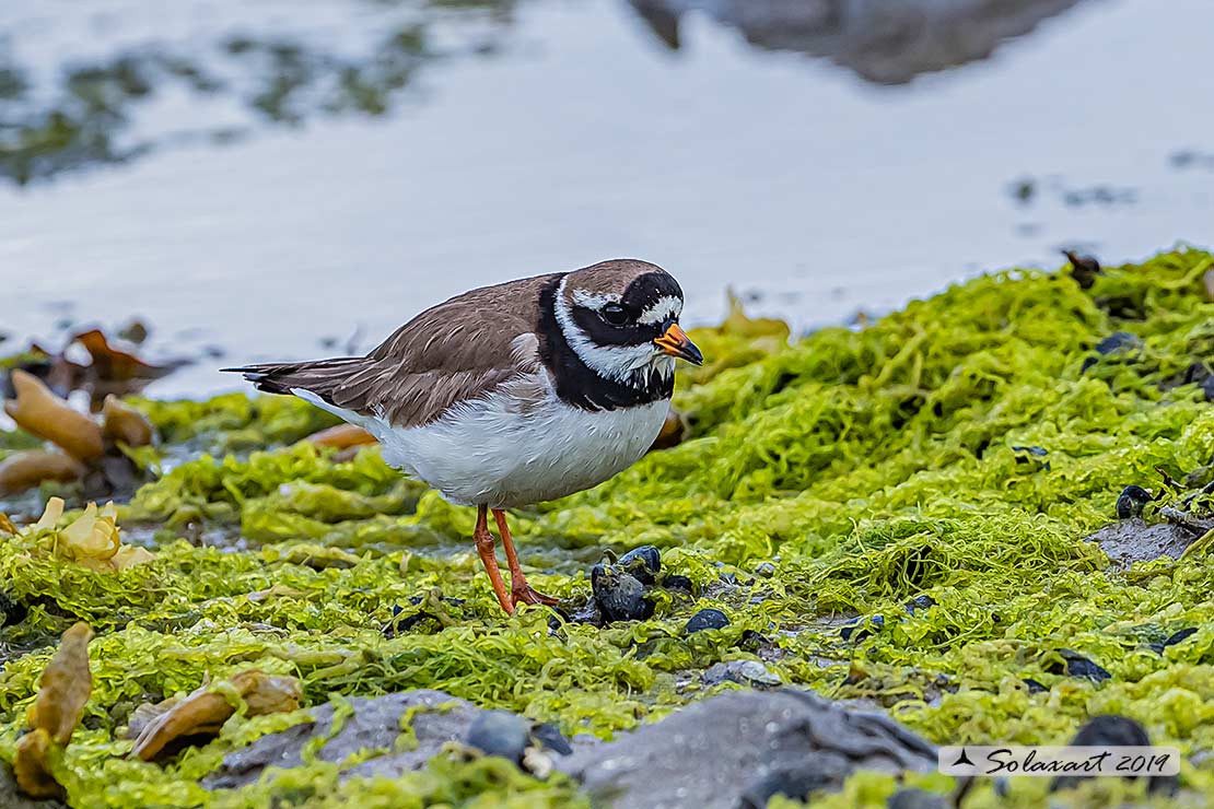 Charadrius hiaticula - Corriere grosso - Ringed plover