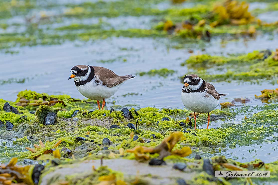 Charadrius hiaticula - Corriere grosso - Ringed plover