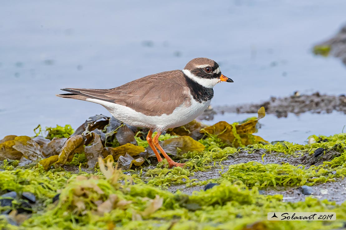 Charadrius hiaticula - Corriere grosso - Ringed plover