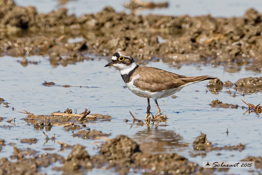 Charadrius dubius  -  Corriere piccolo  -  Little ringed plover