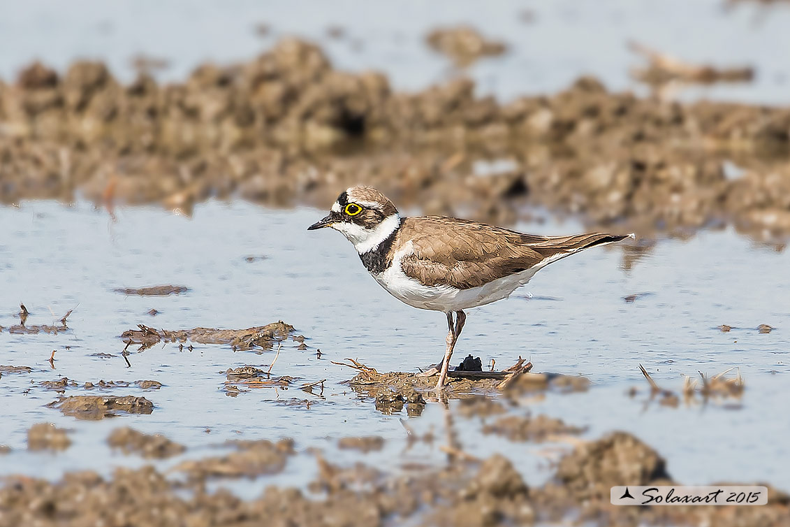 Charadrius dubius  -  Corriere piccolo  -  Little ringed plover