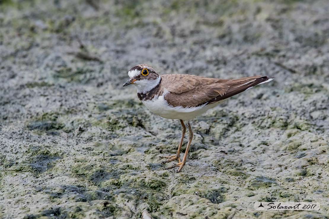 Charadrius dubius: Corriere piccolo;  Little ringed plover