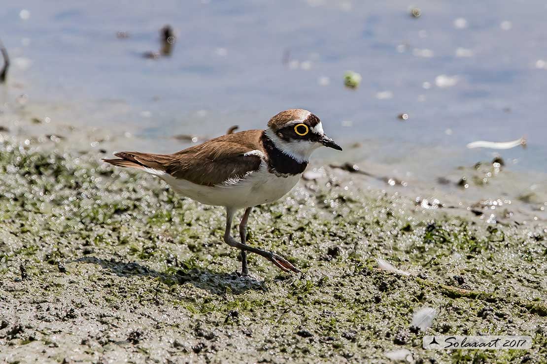 Charadrius dubius: Corriere piccolo;  Little ringed plover